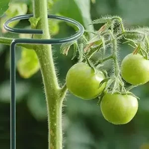 قیم گیاه فلزی نگهدارنده ساقه گیاه